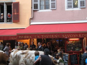 Cows Parading through Annecy