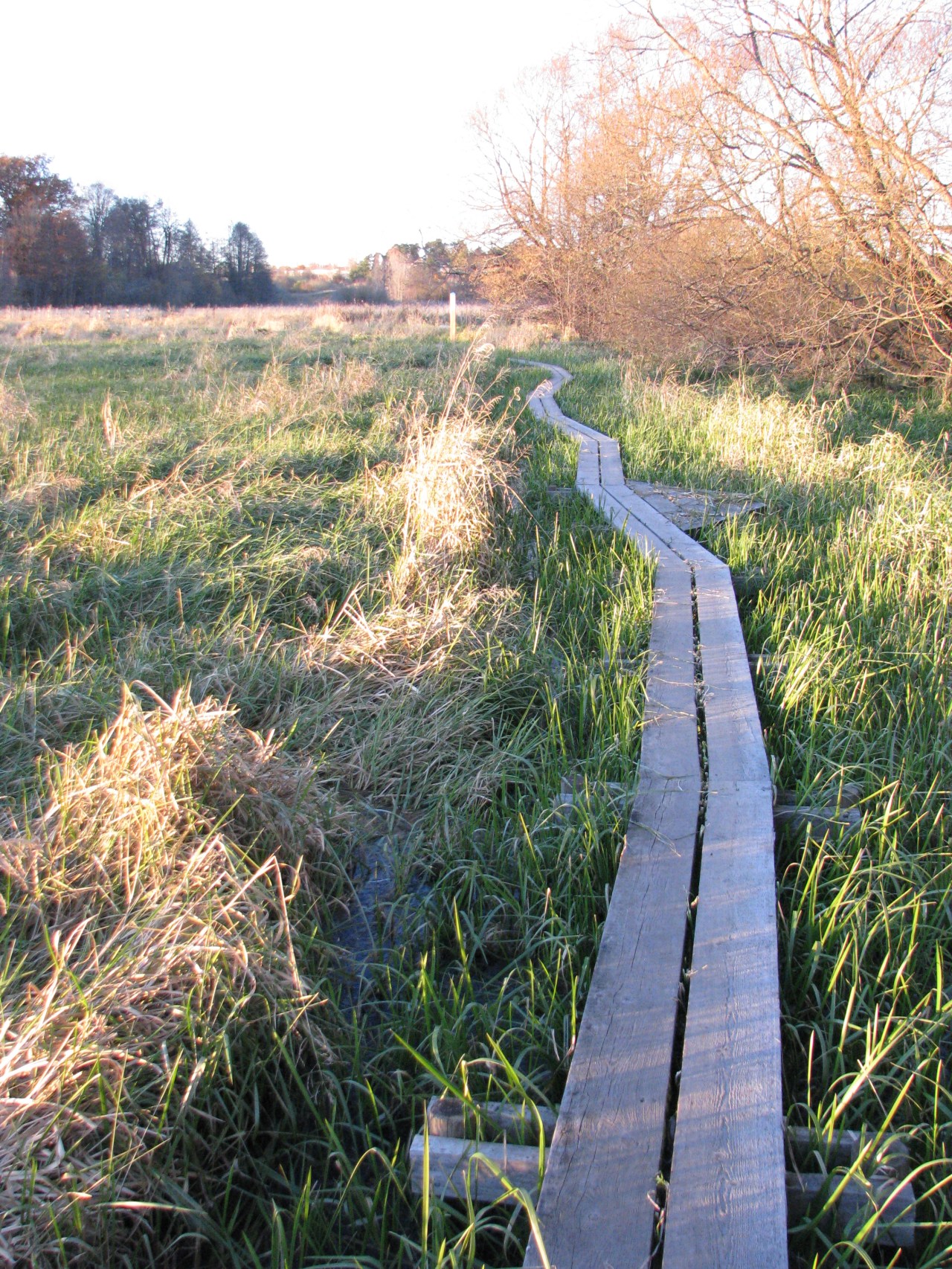 A Girl Walking over a Swamp