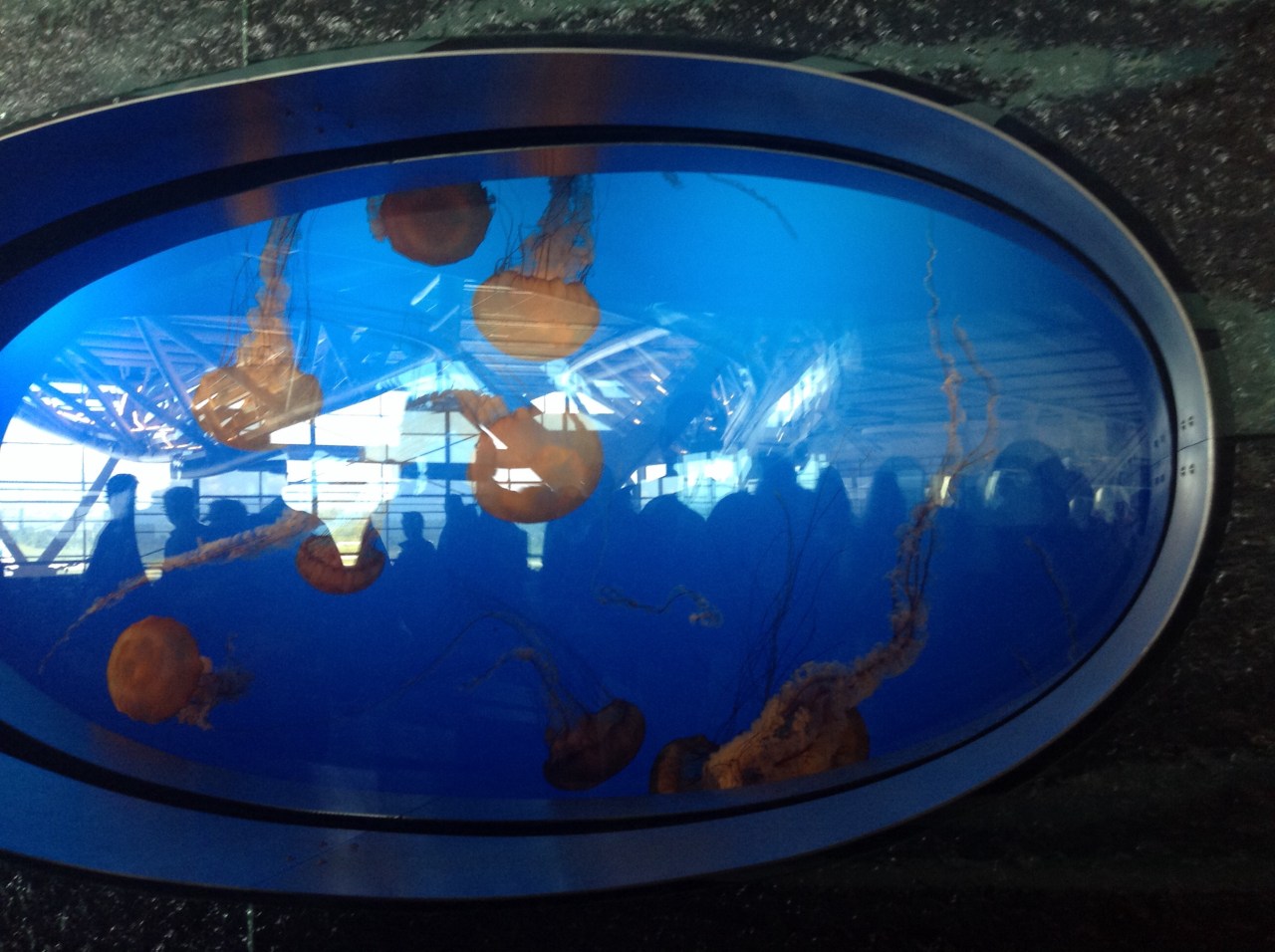 Jellyfishes in the airport 