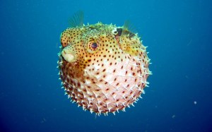 BLOWFISH