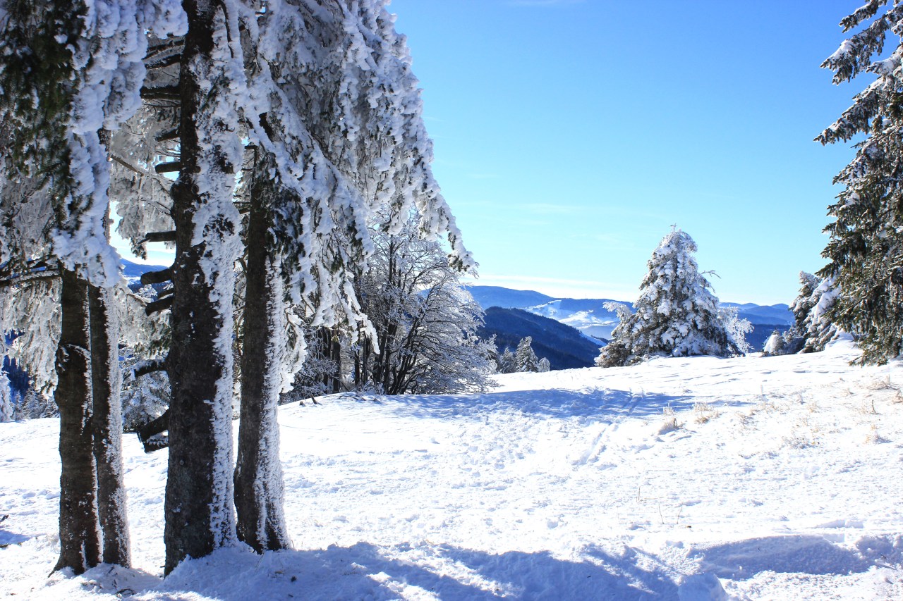 Erasmus Exchange in Freiburg. Part&nbsp;X