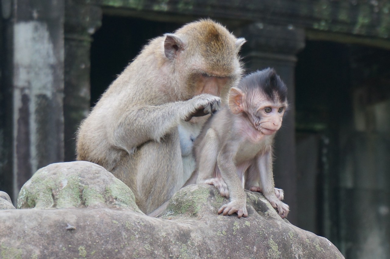 Exploring healthcare standards in Southeast Asia