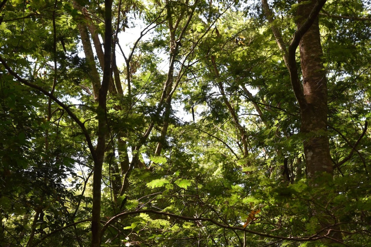 Refining ecological field methods in the Chimanimani Mountains,&nbsp;Mozambique