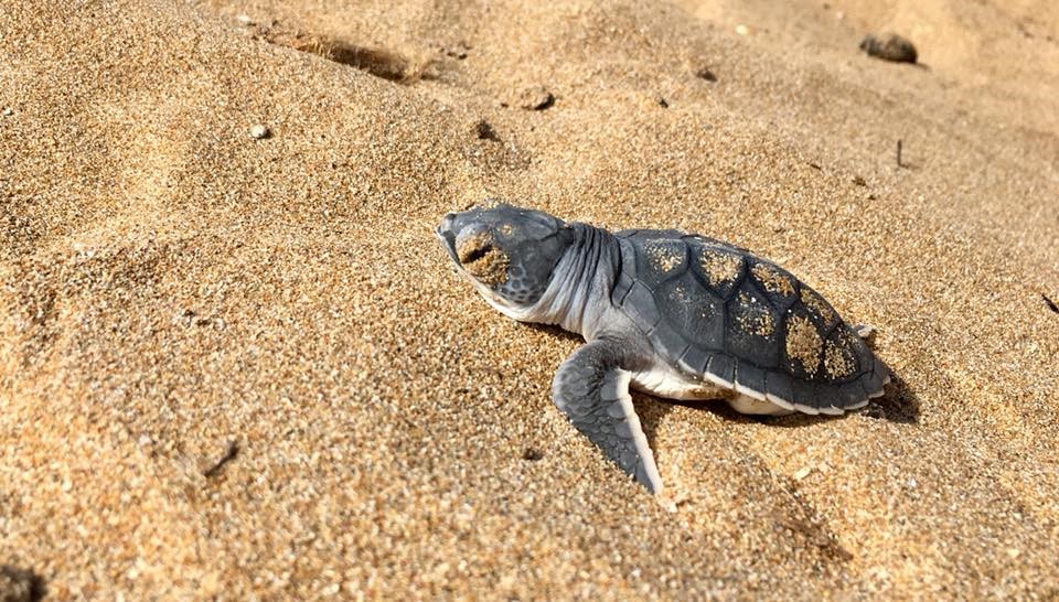 Sea turtle preservation in Northern&nbsp;Cyprus