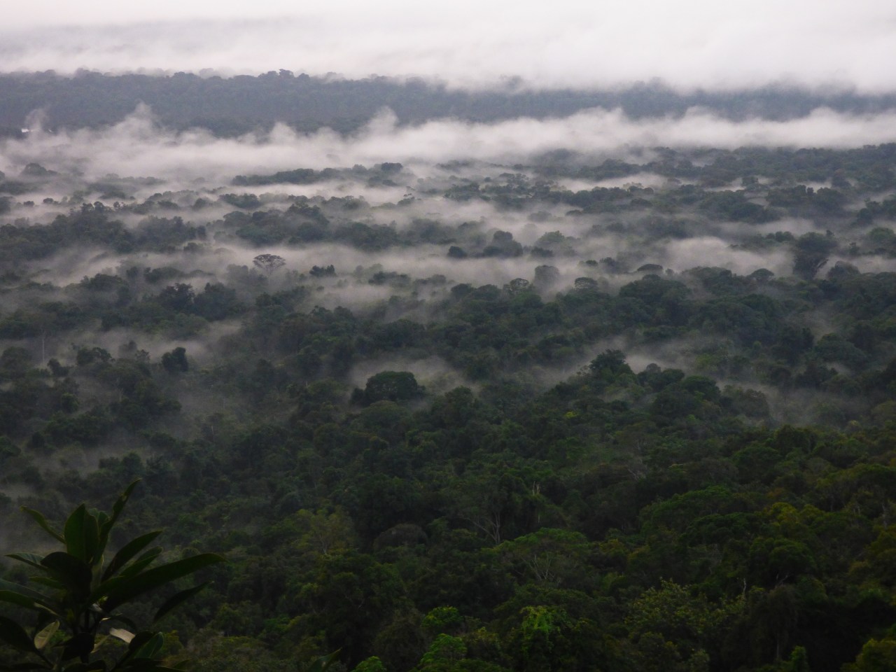 An expedition to Guyana: the last untouched&nbsp;rainforest
