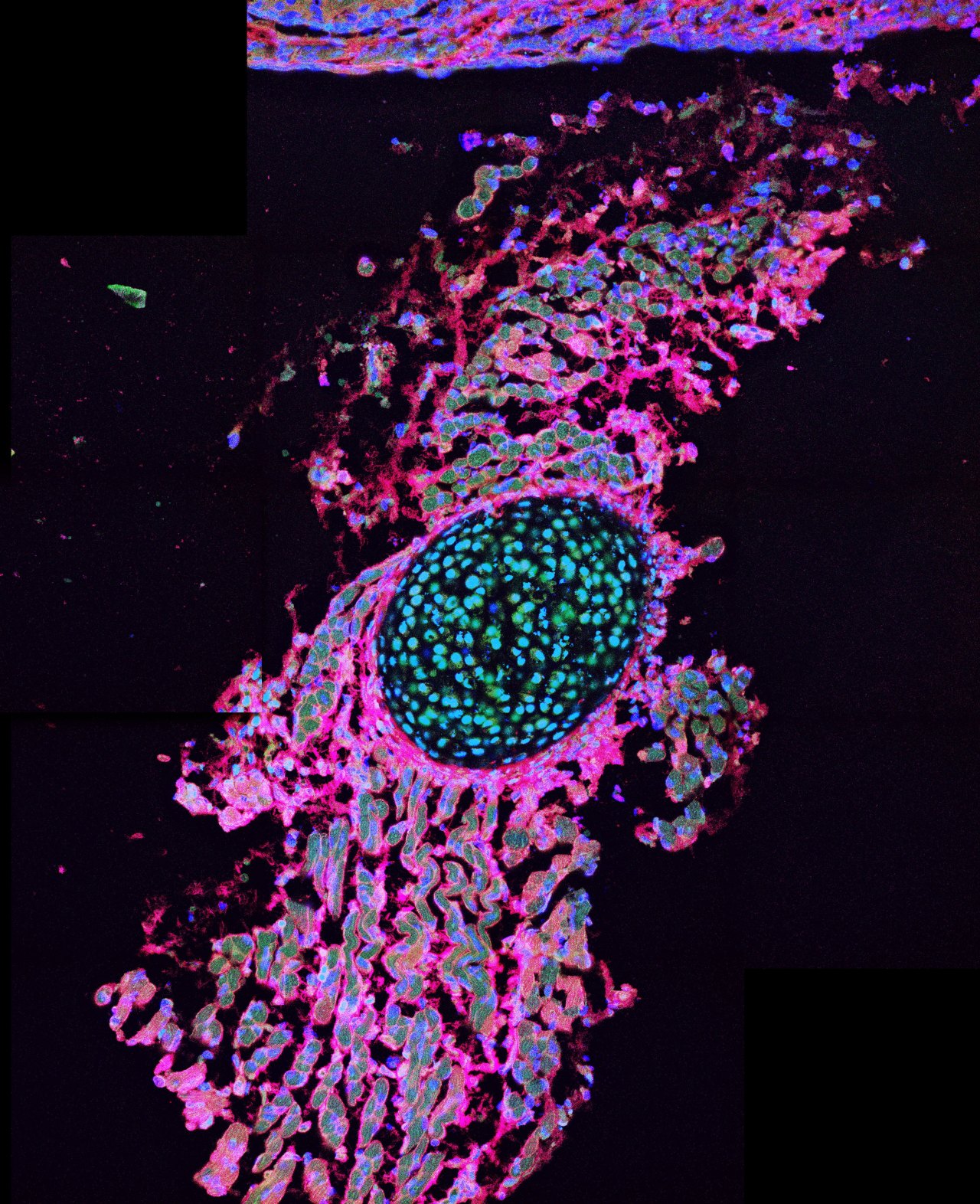 Pancreas Development – Research in&nbsp;Copenhagen