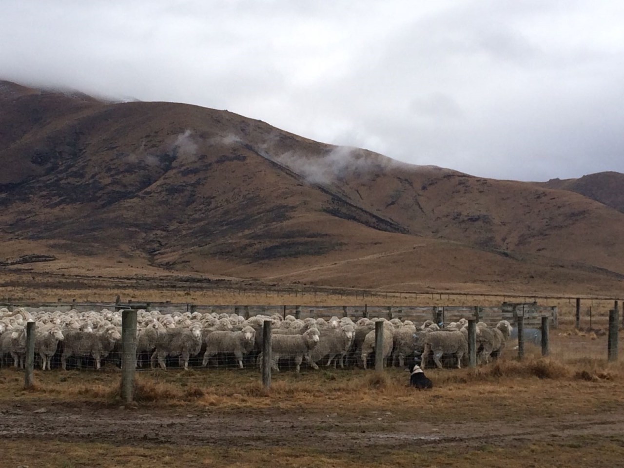 The New Zealand Way: An exploration into the veterinary profession to discover the secret of efficiency in farming practices