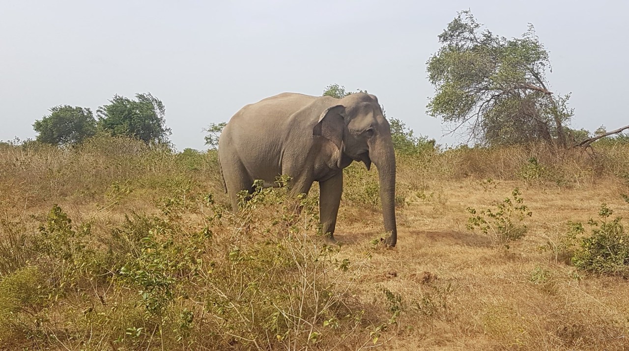 Mental Health Placement in Sri&nbsp;Lanka
