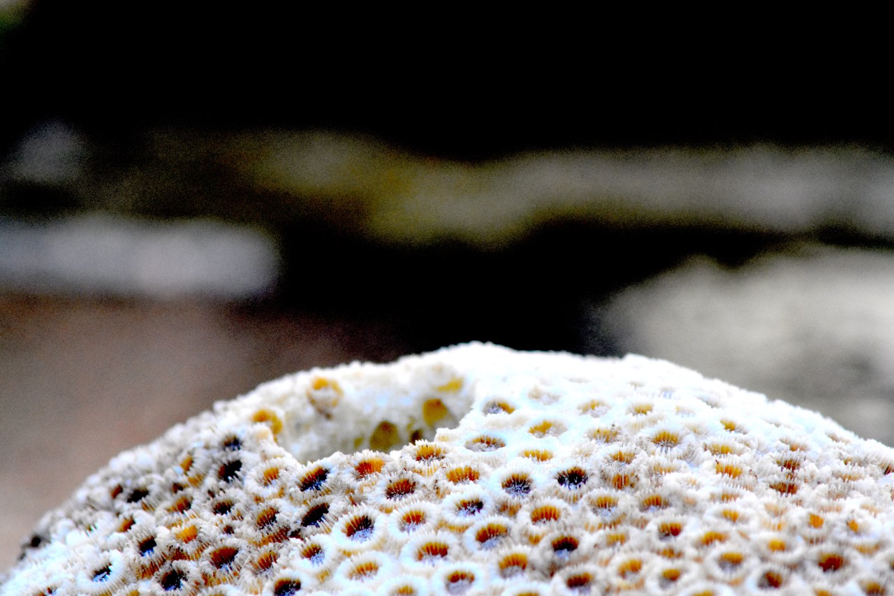 ZMT (Leibniz Zentrum für Marine Tropenforschung) Bremen