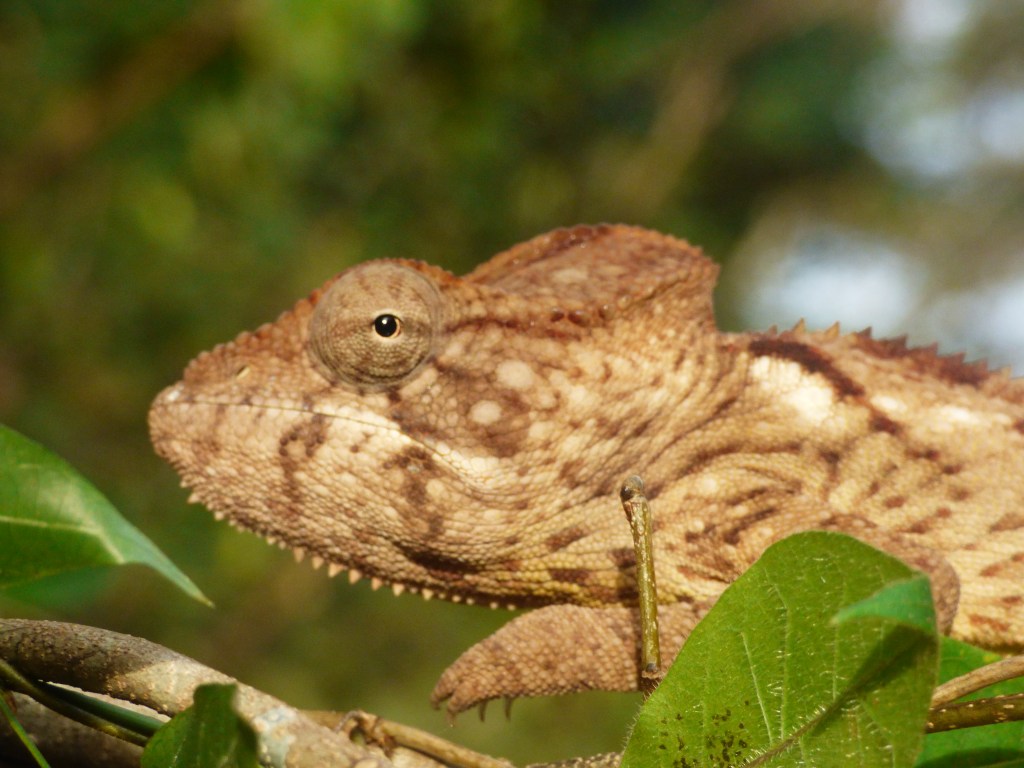 An Operation Wallacea expedition: Madagascar