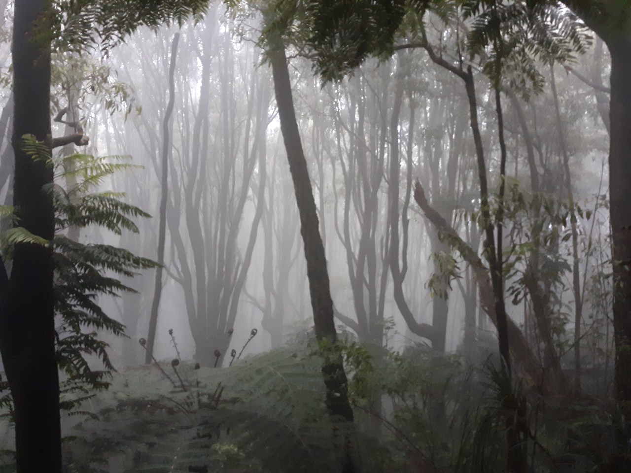 Dave’s Odd Odyssey – Isle (Free) of&nbsp;Dogs